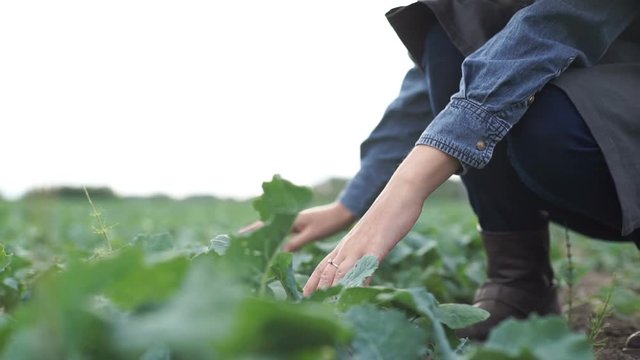 Farmer checks the young beet crop on the field