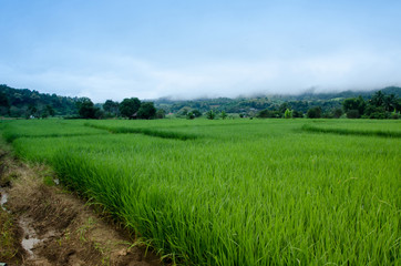 Grass. Fresh green spring grass with dew drops closeup. Soft Focus. Abstract Nature Background