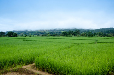 Grass. Fresh green spring grass with dew drops closeup. Soft Focus. Abstract Nature Background