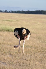The African animals. Kenya