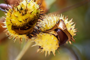 Ripe cracked open chestnut fruit, autumn symbol between colorful blurred leaves, autumn background with colors and blur