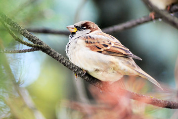 Sparrow on the Branch