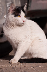 white spotted cat looking to the right