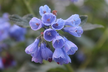 Campanula latifolia