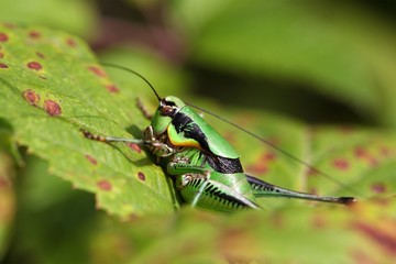 The katydid cricket Eupholidoptera chabrieri