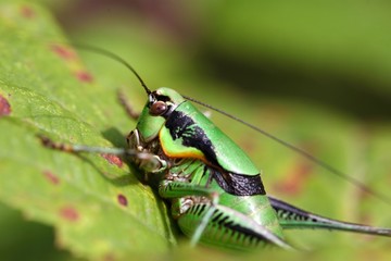 The katydid cricket Eupholidoptera chabrieri