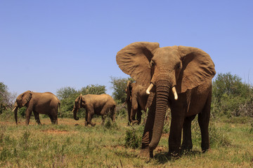 African Elephants