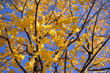 Autumn maple with yellow leaves