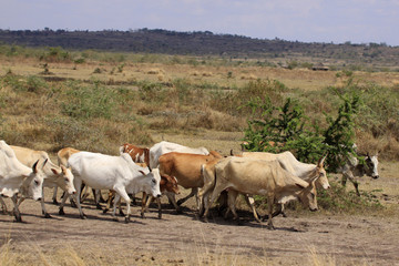 Zebu-Rinder Herde in Landschaft, Kenia, Ostafrika