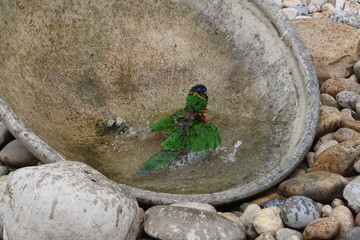 Rainbow lorikeet taking a bath