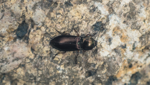 Selastosomus aeneus