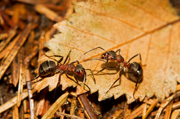 Two Red wood ants of a brown leaf