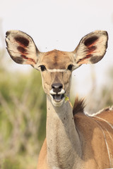 Kudu cow antelope