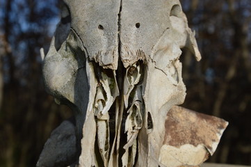 Skull