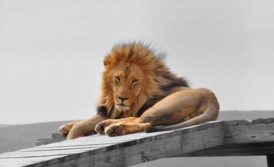 Color isolation: big male lion on platform