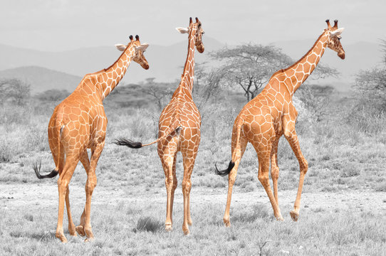 Color Isolation: Three Reticulated Giraffes