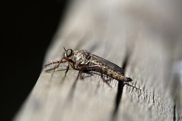 Kite-tailed Robberfly (Machimus atricapillus)