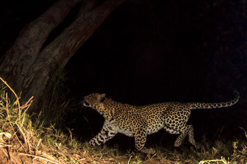 Leopard. Wild African Leopard at night