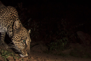 Fototapeta na wymiar Leopard. Wild African Leopard at night