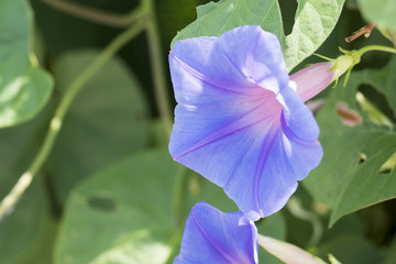 ノアサガオ