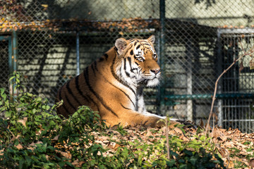 Tiger - Panthera tigris