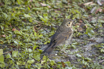 young Thrush