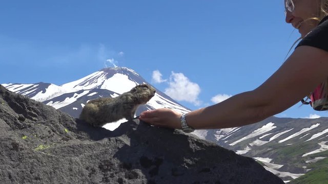 Очень доверчивые камчатские суслики (евражки). Долина вулканов Корякского и Авачинского. Путешествие по полуострову Камчатка.