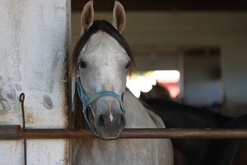 Portret konia czystej krwi arabskiej, koń stoi w otwartej stajnie i patrzy prosto w aparat