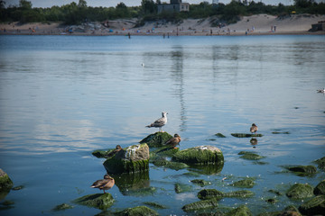 Seagull on a rock, calm Seaside. The Curonian Spit, Lithuania