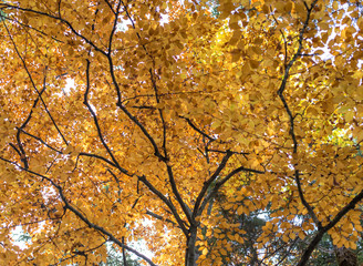 beech with orange and yellow leaves illuminated by the sun in fall