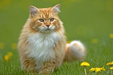 Naklejka na ściany i meble Beautiful Ginger tabby Cat in grass, watching