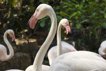 Portrait of beautiful white flamingo