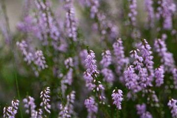 Obraz premium Common Heather (Calluna vulgaris)