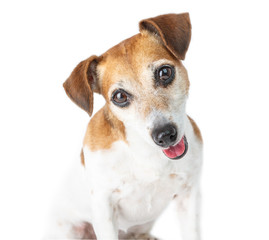 Adorable curious dog portrait. Friendly cute muzzle .White background