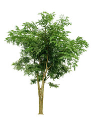 Fototapeta premium tree isolated on white background