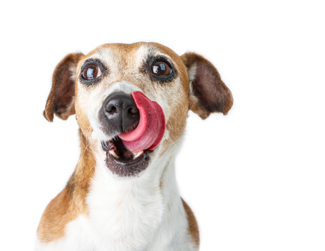 Adorable licking dog waiting for a delicious feeding. Funny pet. White background
