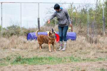 Obedience and socialization training
