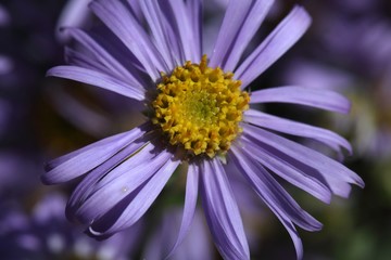 Obraz premium European Michaelmas daisy (Aster amellus)