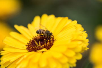 Honey Bee on Flower