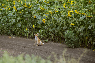 Young fox in nature - Powered by Adobe