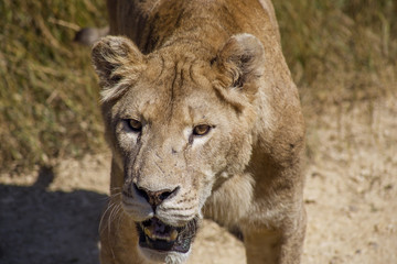 Female lion closeup
