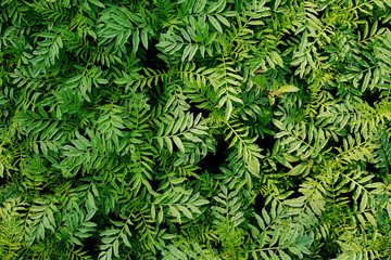 green leaves pattern