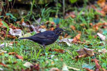 Amsel