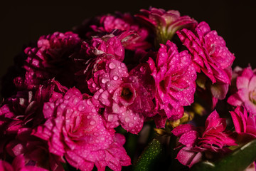Rosa Pflanze mit Wassertropfen