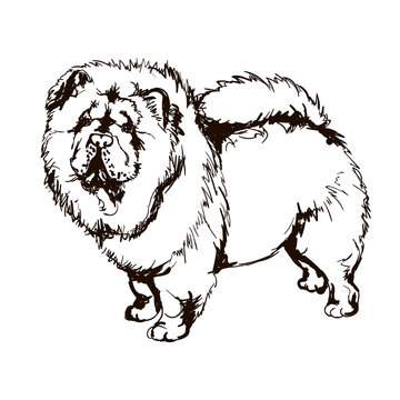 recommend clip art: Illustration of dog breed Chow-Chow