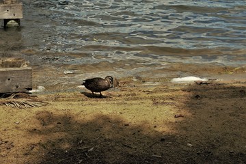 lake