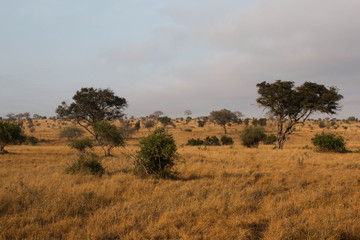 Afrika Landscape
