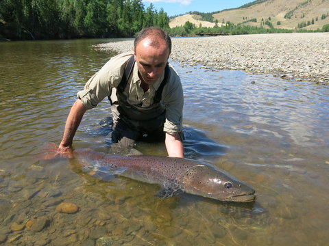 Huchen (taimen) fishing