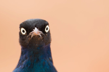 Neugieriger Vogel