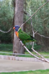 Rainbow lorikeet on a tree branch